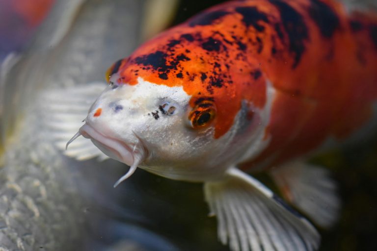 Najlepsze rośliny do oczka wodnego z karpiami koi